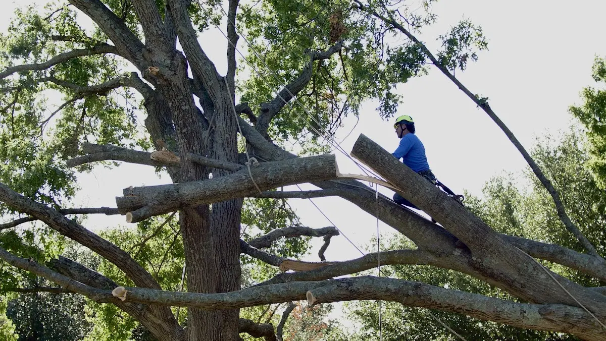 Professional Crown Thinning performed by certified arborists in Mount Laguna