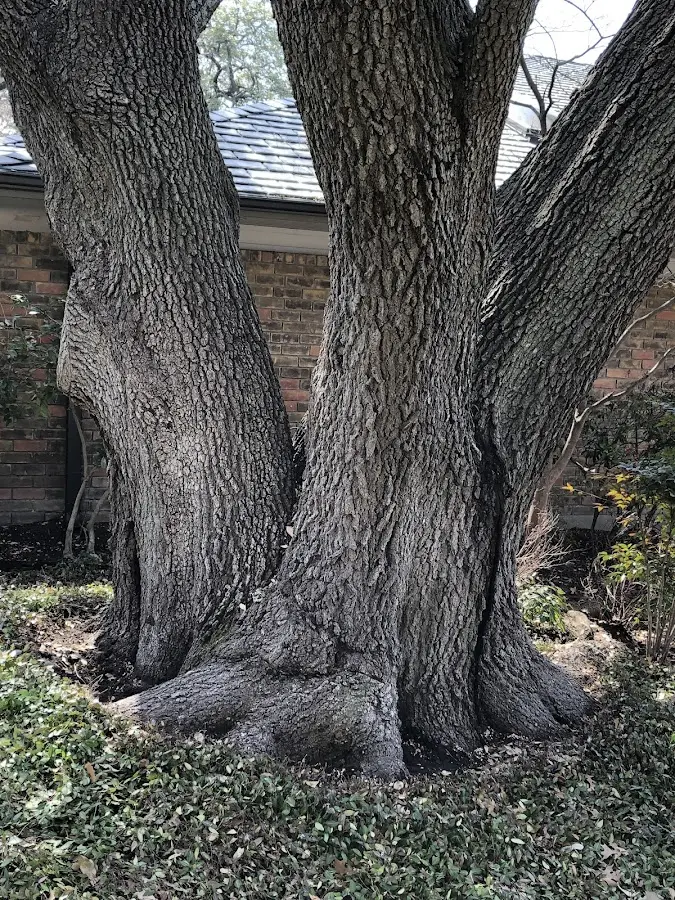 Mature heritage tree close to a Mount Laguna property cared for by certified arborists