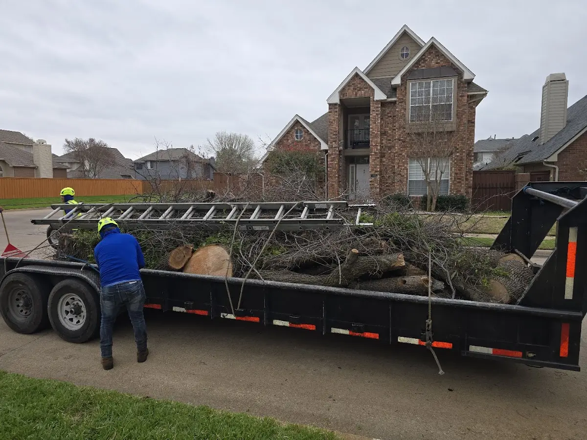 Expert Tree Fertilization with proper safety equipment in Mount Laguna